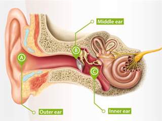 ساختمان گوش انسان چگونه است و وظایف آن چیست